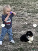 Buck, a male Miniature Australian Shepherd for sale in Lincoln, NE – 4 of 4