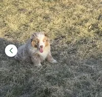 Prince, a male Miniature Australian Shepherd for sale in Lincoln, NE – 2 of 4
