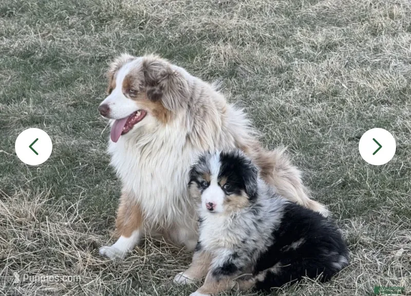 Proud  – Miniature Australian Shepherd puppy for sale in Lincoln, NE