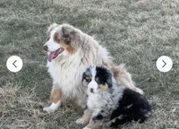 Proud , a male Miniature Australian Shepherd for sale in Lincoln, NE – 1 of 4