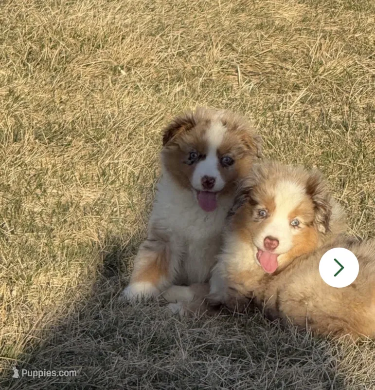 Dazzle – Miniature Australian Shepherd puppy for sale in Lincoln, NE