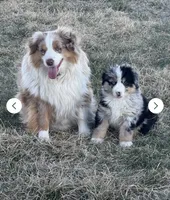 Proud , a male Miniature Australian Shepherd for sale in Lincoln, NE – 3 of 4