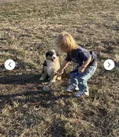 Proud , a male Miniature Australian Shepherd for sale in Lincoln, NE – 4 of 4