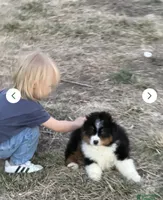 Buck, a male Miniature Australian Shepherd for sale in Lincoln, NE – 2 of 4