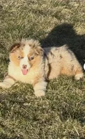 Dazzle, a female Miniature Australian Shepherd for sale in Lincoln, NE – 2 of 3