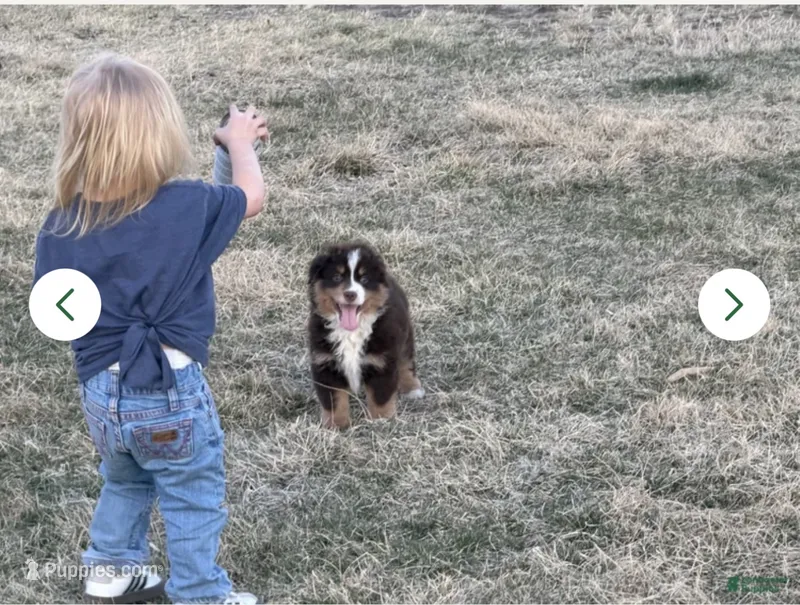 Blaze – Miniature Australian Shepherd puppy for sale in Lincoln, NE