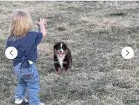 Blaze, a male Miniature Australian Shepherd for sale in Lincoln, NE – 1 of 3