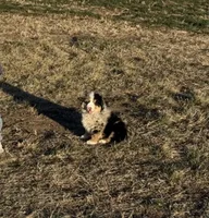Proud , a male Miniature Australian Shepherd for sale in Lincoln, NE – 2 of 4