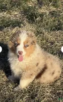 Prince, a male Miniature Australian Shepherd for sale in Lincoln, NE – 4 of 4