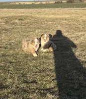 Prince, a male Miniature Australian Shepherd for sale in Lincoln, NE – 3 of 4