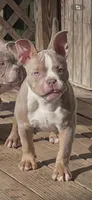 “Blue”, a male American Bully for sale in Toledo, OH – Photo 1 of 3