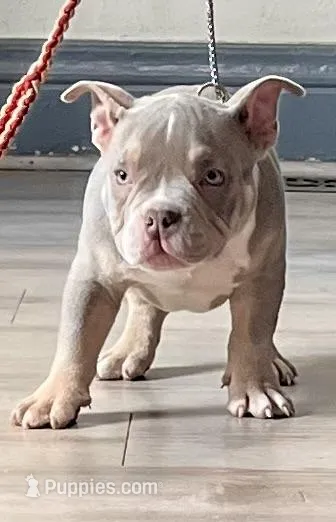 “Blue” – American Bully puppy for sale in Toledo, OH