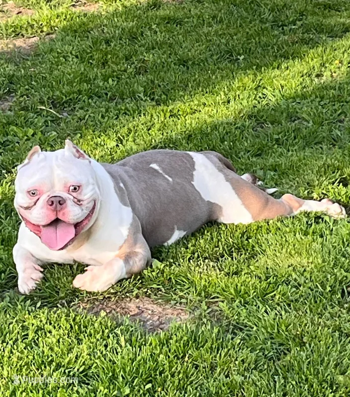 Rockstar – American Bully puppy for sale in Toledo, OH