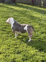 Rockstar, a female American Bully for sale in Toledo, OH – Photo 2 of 2