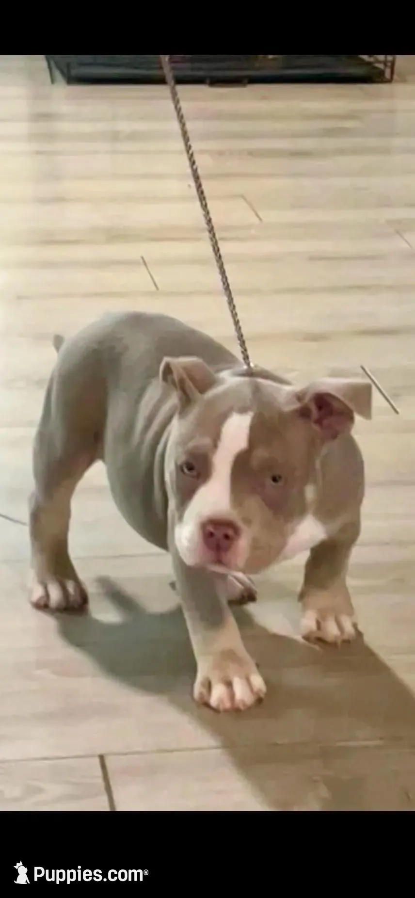 “Orange”, a male American Bully for sale in Toledo, OH – Photo 2 of 3