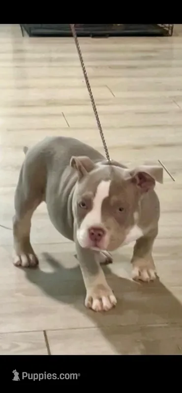 “Orange” – American Bully puppy for sale in Toledo, OH