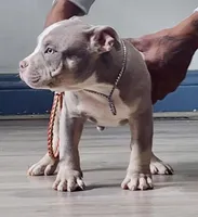 “Orange”, a male American Bully for sale in Toledo, OH – Photo 2 of 2