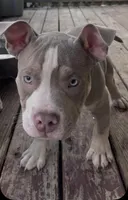 “Orange”, a male American Bully for sale in Toledo, OH – Photo 1 of 3