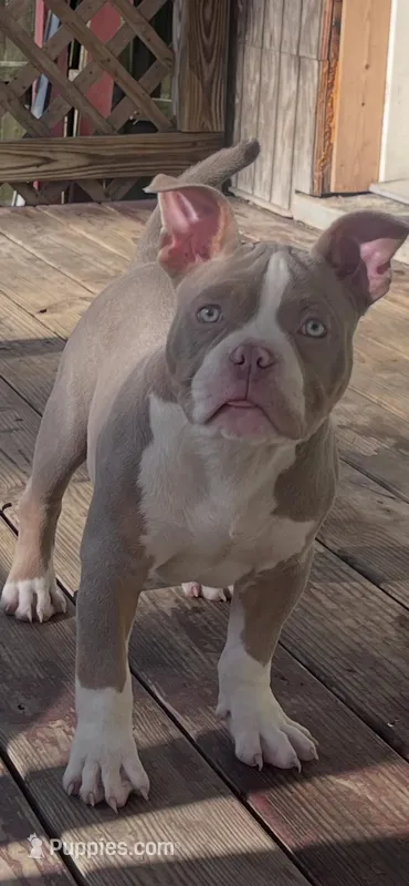 “Green” – American Bully puppy for sale in Toledo, OH