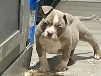 “Green”, a male American Bully for sale in Toledo, OH – Photo 2 of 2