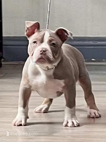 “Green” – American Bully puppy for sale in Toledo, OH