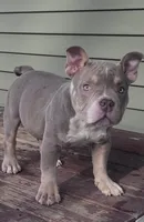 “Red”, a male American Bully for sale in Toledo, OH – Photo 4 of 4