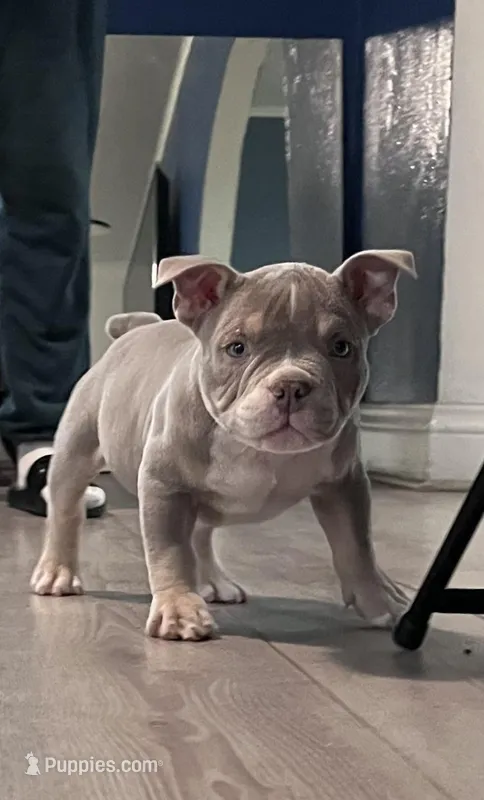 “Red” – American Bully puppy for sale in Toledo, OH