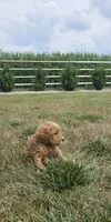 Bruno, a male Miniature Goldendoodle for sale in Grabill, IN – 4 of 6