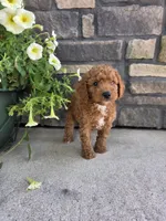 Oliver , a male Miniature Goldendoodle for sale in Grabill, IN – 9 of 9