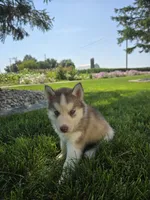 Cash, a male Siberian Husky for sale in Grabill, IN – 2 of 9