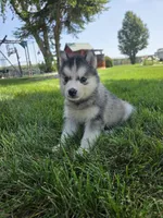 Haley , a female Siberian Husky for sale in Grabill, IN – 2 of 10
