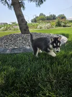 Heidi, a female Siberian Husky for sale in Grabill, IN – 3 of 8