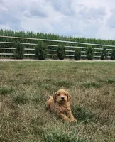 Bruno, a male Miniature Goldendoodle for sale in Grabill, IN – 2 of 6