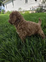 Oakley , a male Miniature Goldendoodle for sale in Grabill, IN – 6 of 9