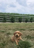 Bruno, a male Miniature Goldendoodle for sale in Grabill, IN – 6 of 6
