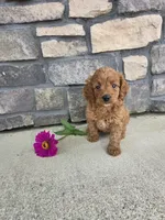 Daisy , a female Miniature Goldendoodle for sale in Grabill, IN – 1 of 7
