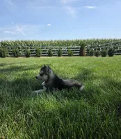 Haley , a female Siberian Husky for sale in Grabill, IN – 3 of 10