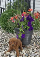 Archie , a male Miniature Goldendoodle for sale in Grabill, IN – 4 of 6