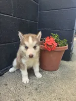 Cash, a male Siberian Husky for sale in Grabill, IN – 9 of 9