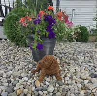 Archie , a male Miniature Goldendoodle for sale in Grabill, IN – 6 of 6