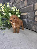 Oliver , a male Miniature Goldendoodle for sale in Grabill, IN – 6 of 9