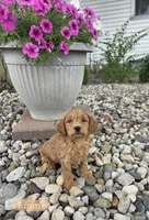 Bruno, a male Miniature Goldendoodle for sale in Grabill, IN – 1 of 6