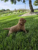 Daisy , a female Miniature Goldendoodle for sale in Grabill, IN – 4 of 7