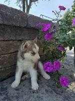 Cash, a male Siberian Husky for sale in Grabill, IN – 7 of 9