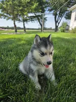 Haley , a female Siberian Husky for sale in Grabill, IN – 6 of 10