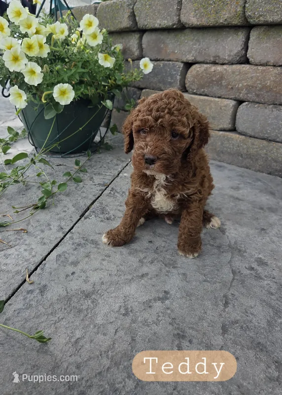 Teddy – Cavapoo puppy for sale in Grabill, IN