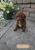 Teddy, a male Cavapoo for sale in Grabill, IN – 1 of 7