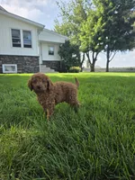 Rambo, a male Miniature Goldendoodle for sale in Grabill, IN – 6 of 8