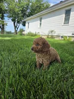 Oakley , a male Miniature Goldendoodle for sale in Grabill, IN – 7 of 9