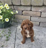 Teddy, a male Cavapoo for sale in Grabill, IN – 5 of 7